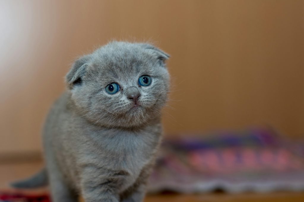Calendario de Vacunas para Gatos Chile