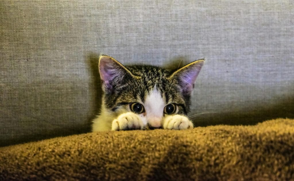 distemper en gatos