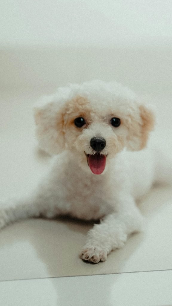 cada cuanto se baña un perro