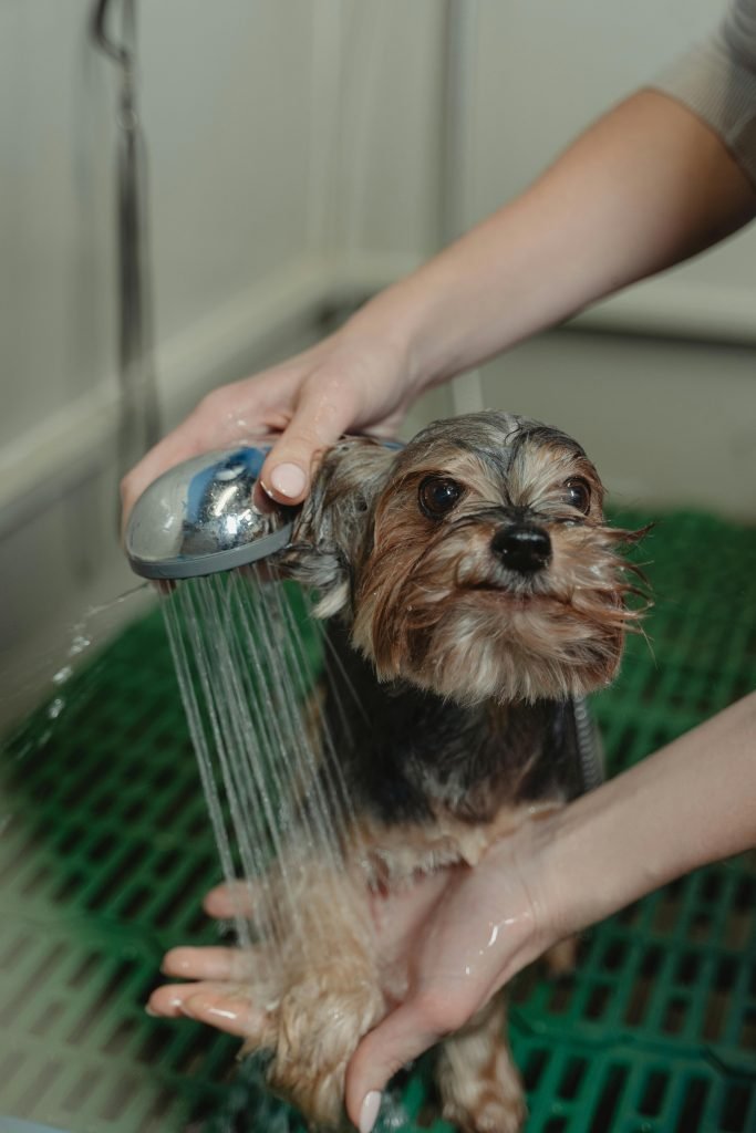 bañar a un perro