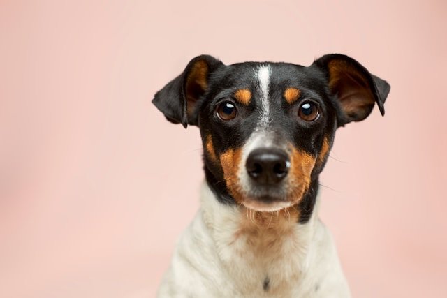 mejores veterinarias en antofagasta chile